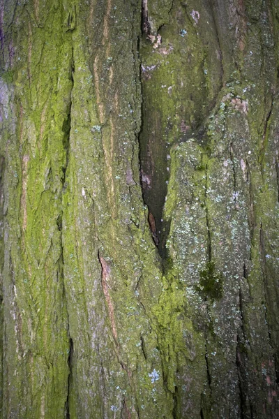 Vieja Corteza Del Árbol Fondos Texturas — Foto de Stock