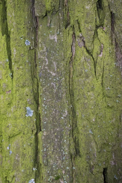 Vieil Écorce Arbre Fond Textures — Photo