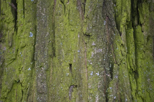 古い木が樹皮をむく 背景とテクスチャ — ストック写真