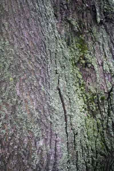 Vieja Corteza Del Árbol Fondos Texturas — Foto de Stock