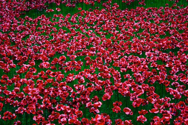 Flores vermelhas no parque — Fotografia de Stock