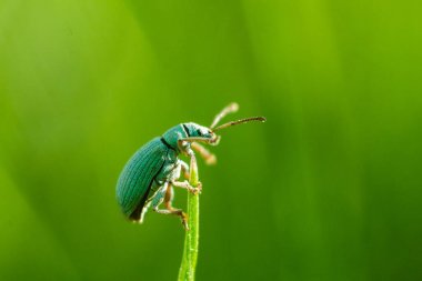 Beetle - Phyllobius virideaeris clipart