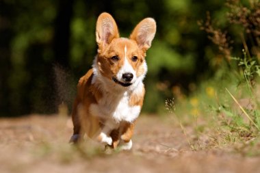 Çalışan Galce corgi