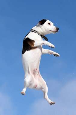 Köpek Jack Russel Terrier