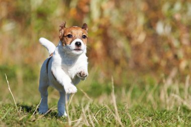 Yaz aylarında ormanda köpek