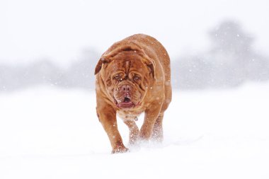 Köpek kar üzerinden çalışır