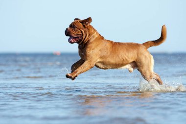 Köpek plaj boyunca çalışıyor