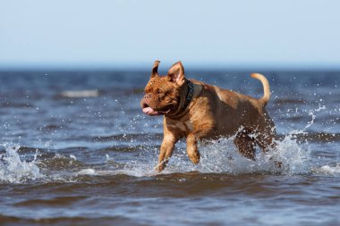 Köpek plaj boyunca çalışıyor