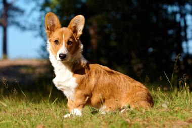 Yaz aylarında ormanda köpek