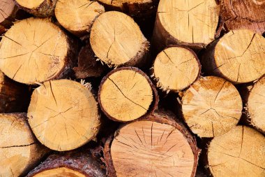 Orman, bir sürü yakacak odun