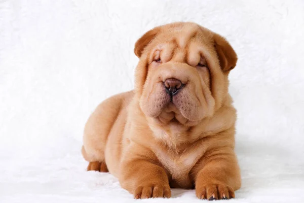 Dog shar pei  puppy — Stock Photo, Image