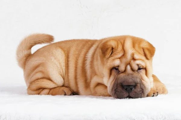 Kutya shar pei kiskutya — Stock Fotó