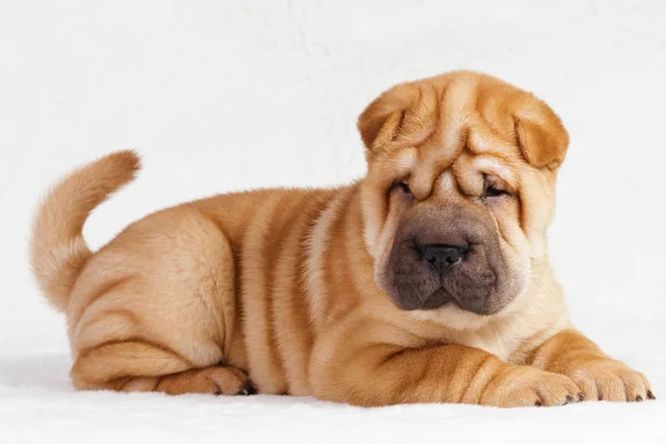Köpek shar pei köpek yavrusu