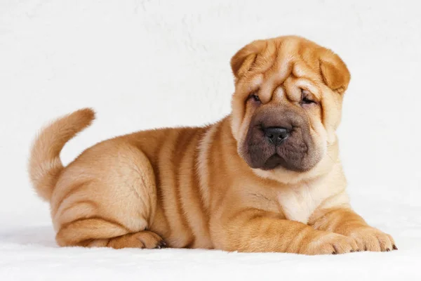 Kutya shar pei kiskutya — Stock Fotó