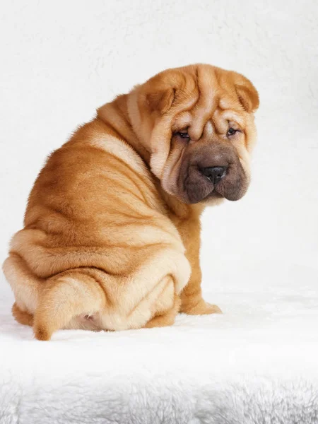 Filhote de cachorro cão shar pei — Fotografia de Stock