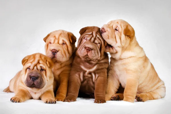 Köpek shar pei köpek yavrusu