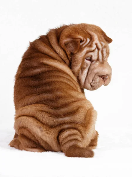 Hond shar pei pup — Stockfoto