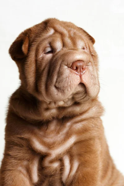 Köpek shar pei köpek yavrusu