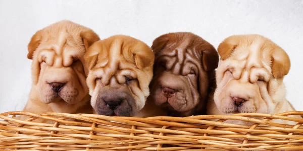 Köpek shar pei köpek yavrusu