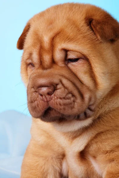 Köpek shar pei köpek yavrusu