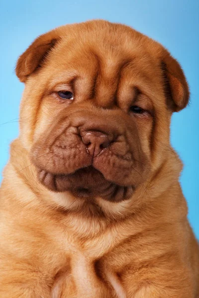 犬シャーペイの子犬 — ストック写真