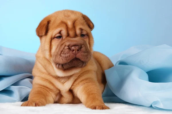 Filhote de cachorro cão shar pei — Fotografia de Stock