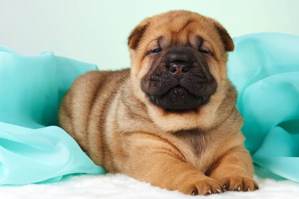 Kutya shar pei kiskutya — Stock Fotó