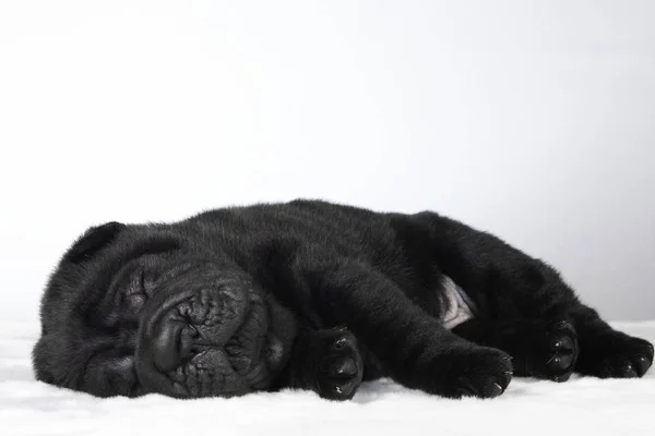 Köpek shar pei köpek yavrusu