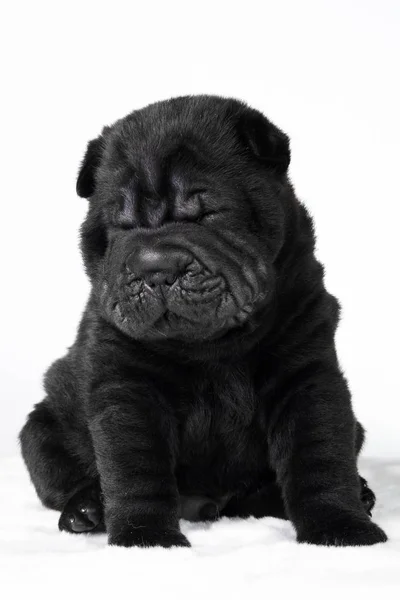 Dog shar pei welpe — Stockfoto