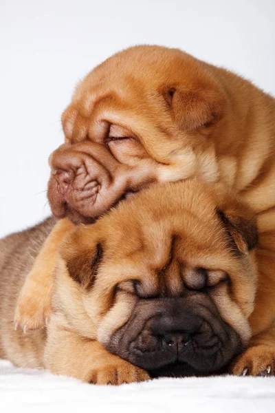 Kutya shar pei kiskutya — Stock Fotó