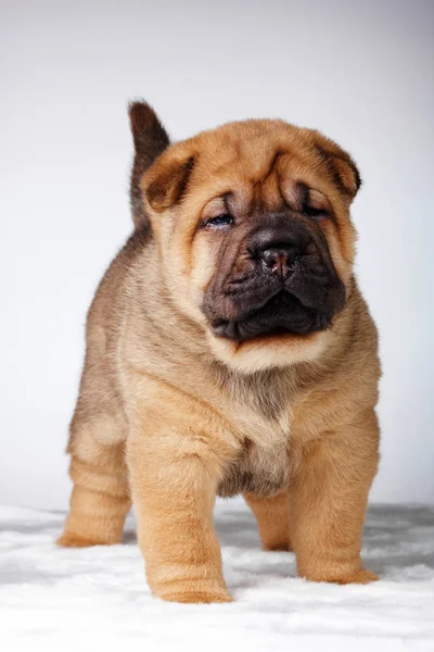Dog shar pei  puppy — Stock Photo, Image