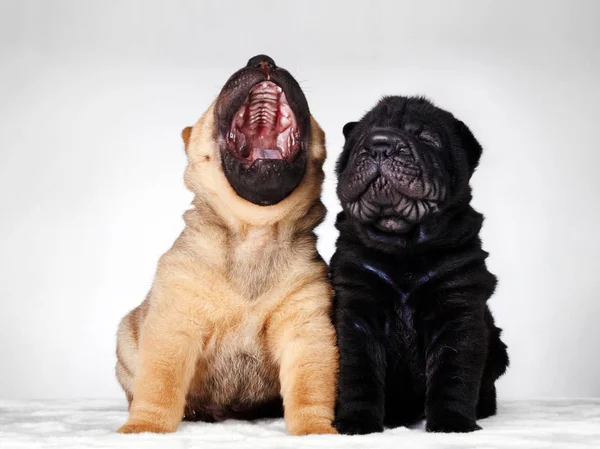 Hund shar pei valp — Stockfoto