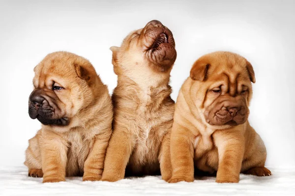 Kutya shar pei kiskutya — Stock Fotó