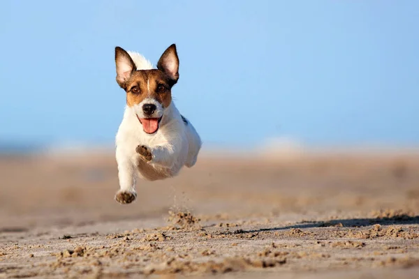 Köpek Jack Russel Terrier