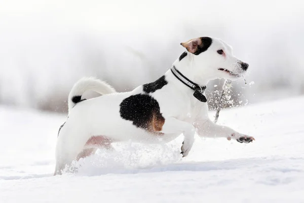 Köpek Jack Russel Terrier