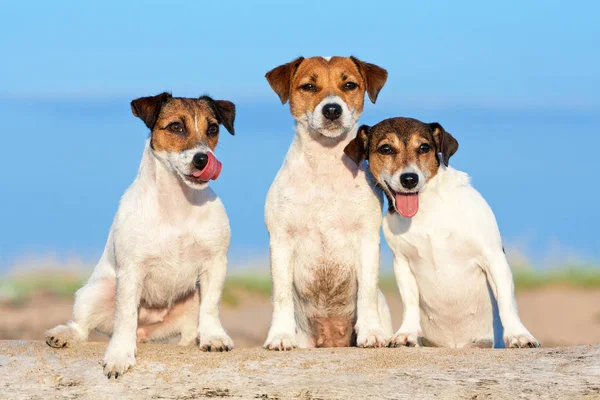 Köpek Jack Russel Terrier — Stok fotoğraf