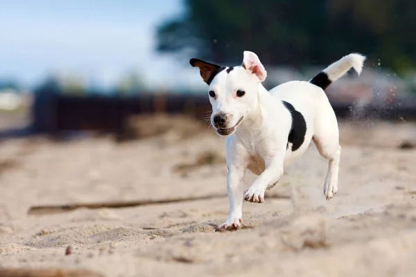Köpek Jack Russel Terrier