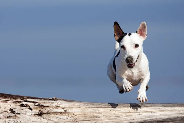 Dog jack russel terrier — Stock Photo, Image