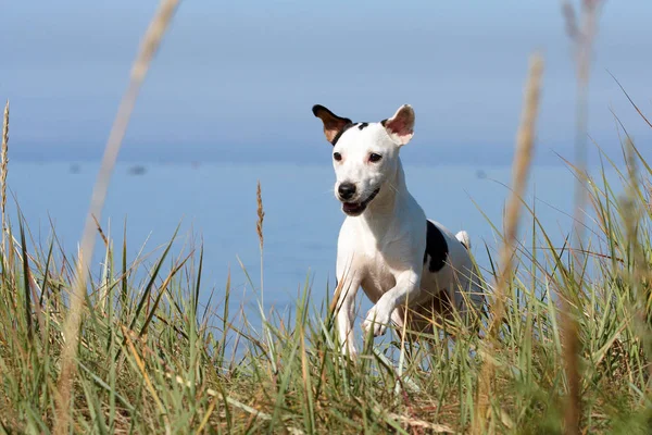 Hond Jack Russel Terrier — Stockfoto