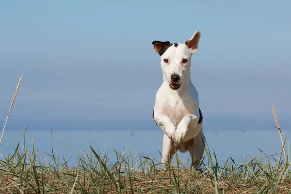 Dog jack russel terrier — Stock Photo, Image