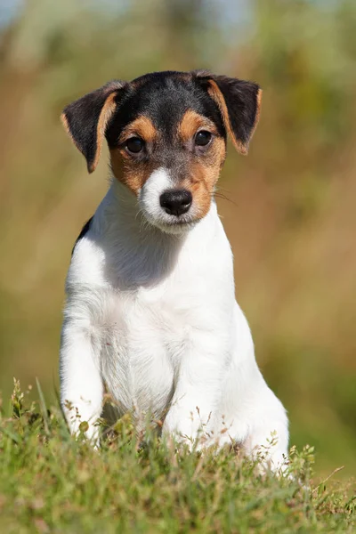 Köpek Jack Russel Terrier