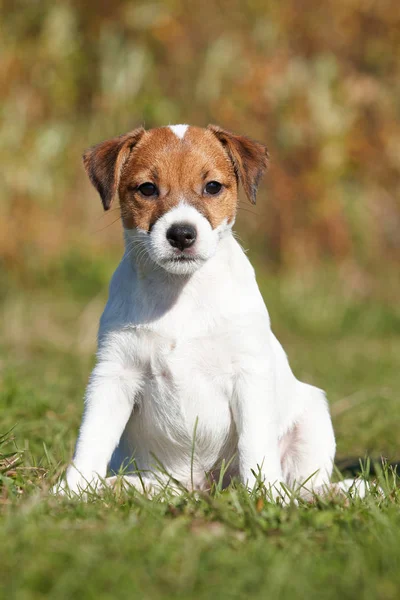 Köpek Jack Russel Terrier