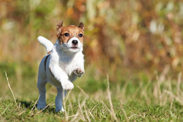 Yaz aylarında ormanda köpek
