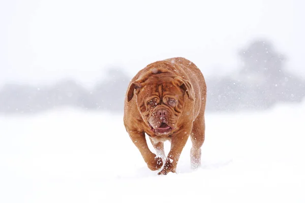 Köpek kar üzerinden çalışır
