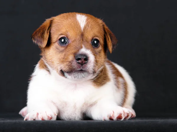 Köpek Jack Russel Terrier