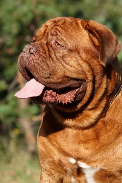 Yaz aylarında ormanda köpek