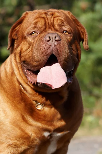 Yaz aylarında ormanda köpek