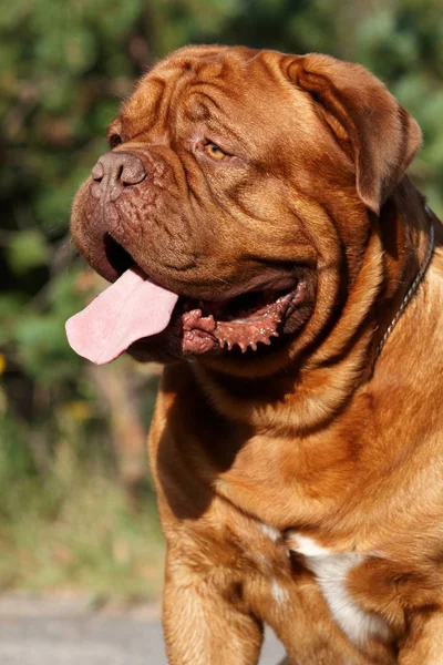 Yaz aylarında ormanda köpek