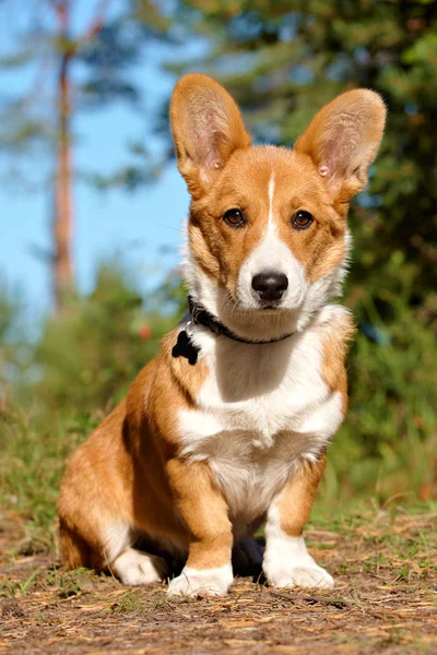 Dog in the forest in summer — Stock Photo, Image