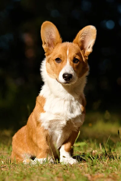 Yaz aylarında ormanda köpek